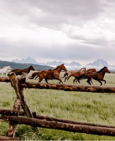 a herd of horses running across a grass covered field next to a wooden fence with mountains in the background