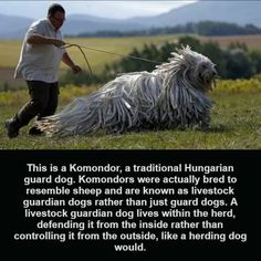 a man holding a dog on a leash in the grass with mountains in the background