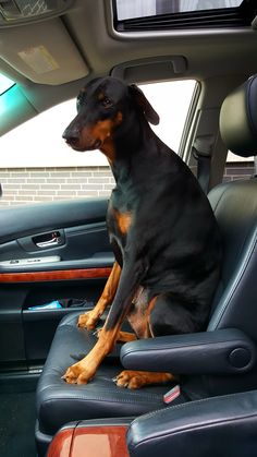 a black and brown dog sitting in the back seat of a car