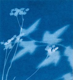 the shadow of some flowers on a blue background