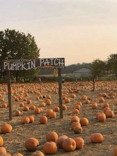 a pumpkin patch with lots of pumpkins in the ground and a sign that says pumpkin patch