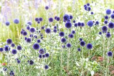 some blue flowers are growing in the grass