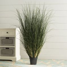 there is a potted plant on the floor next to a small cabinet with drawers