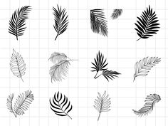 the silhouettes of palm leaves are shown in black and white