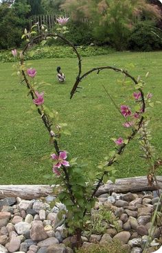 there is a heart shaped plant in the grass