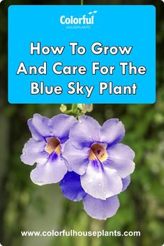 How to Grow and Care for The Blue Sky Plant Flower Propagation, The Blue Sky, Blue House, Vibrant Blue, How To Grow, Blue Hues, Star Shape, House Plants, To Grow