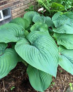 large green leaves are growing next to a brick wall in the grass and mulch