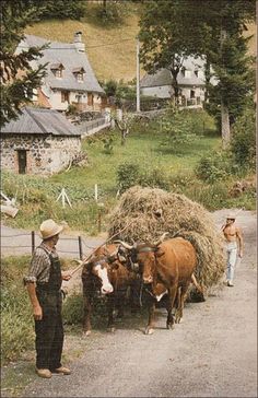 two men are tending to some cows on the road