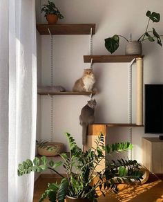 a cat sitting on top of a wooden shelf