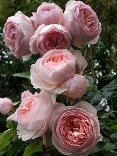 pink flowers with water droplets on them