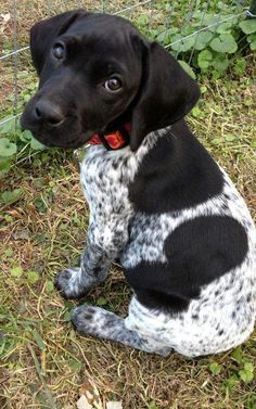 a black and white dog sitting on top of grass next to a metal wire fence