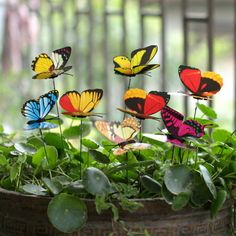 several colorful butterflies sitting on top of green plants in a potted planter outside