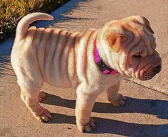 a small pug dog standing on the sidewalk with its tongue out and wearing a pink collar