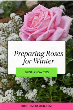 a pink rose with the words preparing roses for winter must - know tips