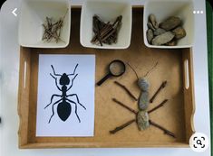 a tray filled with rocks and some bugs