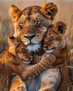 two young lion cubs cuddle together in the grass, with their mother resting on its back