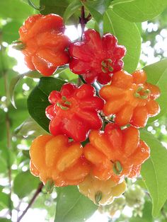 some red and yellow flowers hanging from a green leafy tree in the sun light