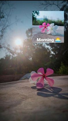 two pink and white flowers sitting on top of a cement ground with the sun in the background