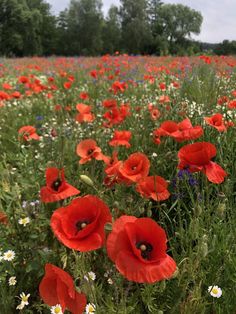 a field full of red and white flowers