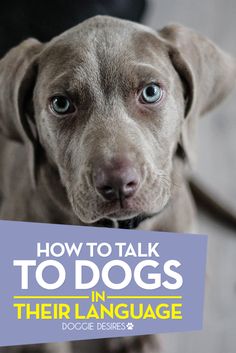 a brown dog with blue eyes and the title how to talk to dogs in their language