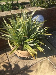 a potted plant sitting on top of a patio