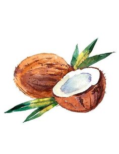 watercolor painting of two coconuts with leaves