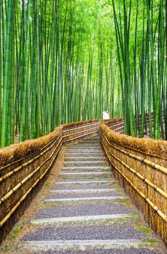 an image of a bamboo forest with steps leading up to it