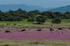 two people sitting in the middle of a field with purple flowers and mountains in the background