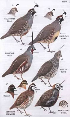 the different types of quails are shown in this diagram, with their names