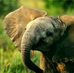 an elephant standing in the grass with its trunk up