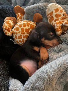 a small dog laying on top of a blanket next to two stuffed giraffes