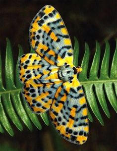 an orange and black butterfly sitting on top of a green fern leaf with yellow spots