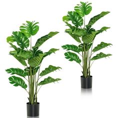 two potted plants with green leaves in them