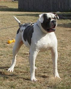 a black and white dog standing on top of a grass covered field