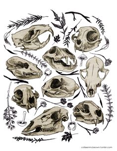 an image of skulls and plants on a white background