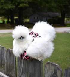 a white fluffy bird sitting on top of a wooden fence