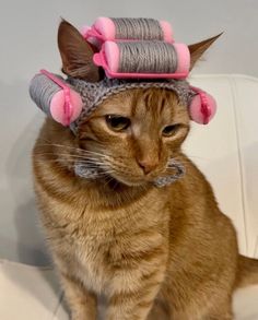 a cat sitting on top of a white chair wearing a hat with pink hair clips