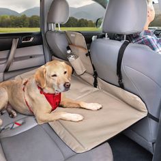 a dog laying in the back seat of a car