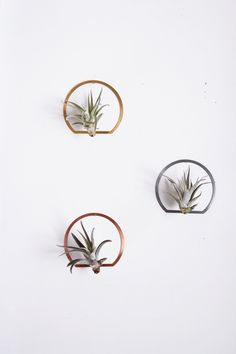 Arch Frame Air Plant Wall Holder | Air Plant Holder | Air Plant Hanger | Air Plant Planter | Airplant Holder | Airplant Hanger | Display Plant Wall Holder, Air Plant Wall, Plant Sticks, Air Plant Hanger, Airplant Wall, Arch Frame, Air Plant Display, Wall Holder, Plant Information