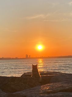 a cat sitting on the rocks watching the sun go down over the ocean with buildings in the background