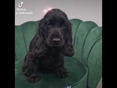 a black dog sitting on top of a green chair