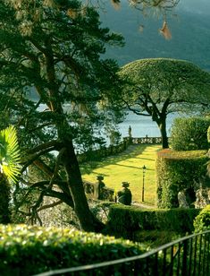 a lush green park with lots of trees and bushes