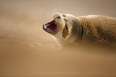 a seal with its mouth open and it's mouth wide open in the sand