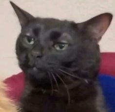 a black cat sitting on top of a red and blue couch next to a white wall