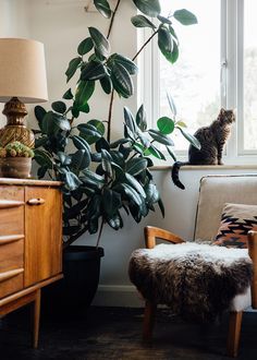 a cat sitting on a chair next to a potted plant in a living room