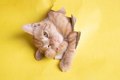 an orange cat laying on top of a piece of cardboard with its head sticking out