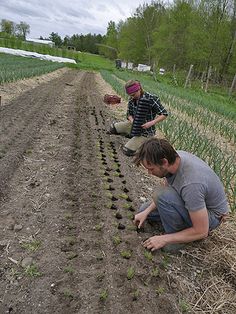 two men kneeling down in the middle of a field with plants growing on them and one man holding a shovel