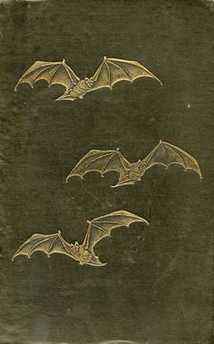 two bats are flying in the air