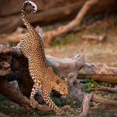 a leopard standing on its hind legs in front of a fallen tree