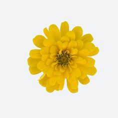 a yellow flower is in the middle of a white background with no one around it